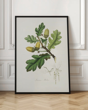 English Oak (quercus) Medical Botany | Poster - Room Interior 1