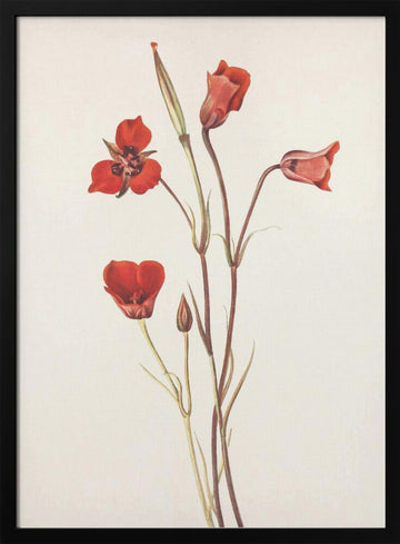 Scarlet Mariposa From North American Wildflowers (1925) By Mary Vaux Walcott | Poster - Black Metal Frame Interior