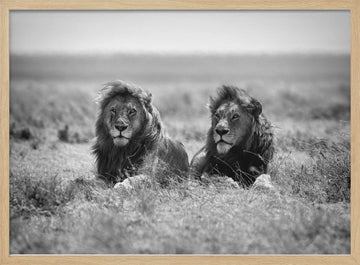 Two Majestic Lions | Poster - Wood Frame Interior