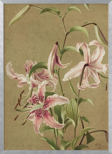 Japan Lily By Ellen Thayer Fisher | Poster - Silver Frame Interior