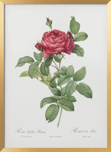 Rosa Gallica Pontiana, Les Roses (1817–1824) | Poster - Gold Frame Interior