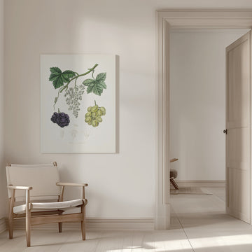 Common Grape Vine (vitis Vinifera) Medical Botany | Canvas - Room Interior 1