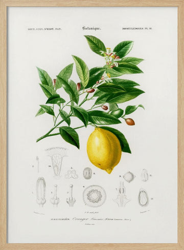 Lemon (citrus Limonium) | Poster - Wood Frame Interior