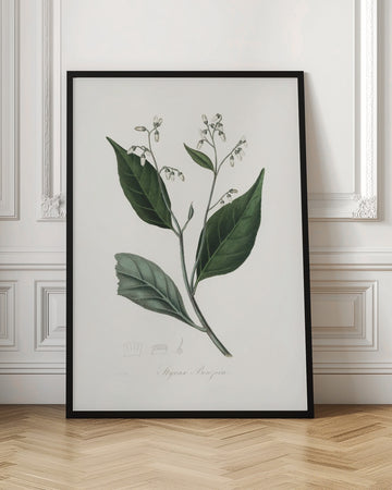 Gum Benjamin Tree (styrax Benzoin Medical Botany | Poster - Room Interior 1
