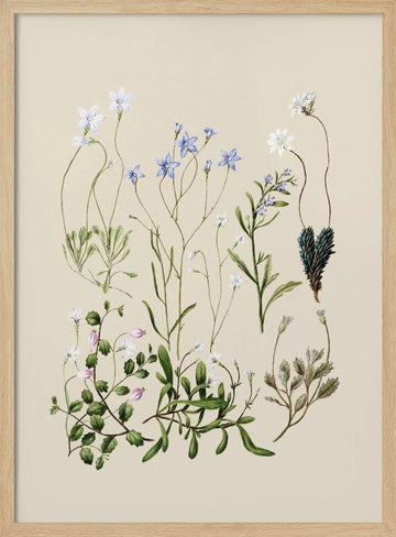 Wahlenbergias Drawn | Poster - Wood Frame Interior