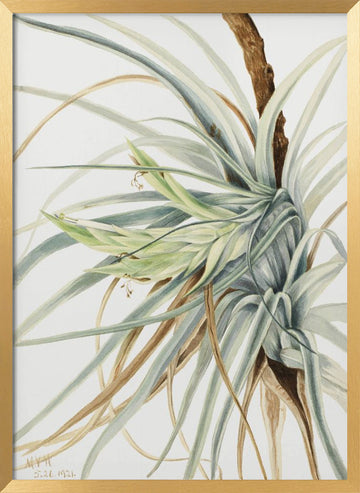Wild Pineapple (1921) | Poster - Gold Frame Interior