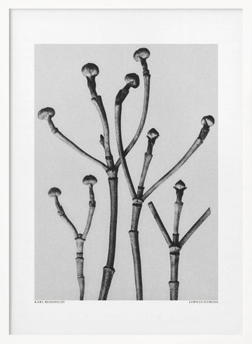 Cornus Florida | Poster - White Frame Interior