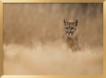 Cougar in Golden Grass | Poster - Gold Frame Interior