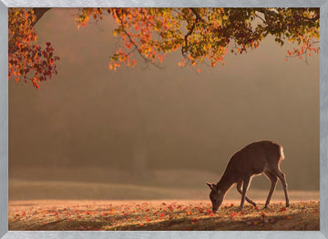Deer in Autumn Light | Poster - Silver Frame Interior