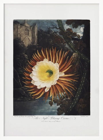 The Night–Blowing Cereus from The Temple of Flora (1807) | Poster - White Frame Interior