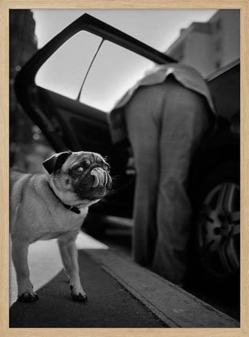 Pug's Funny Moment | Poster - Wood Frame Interior