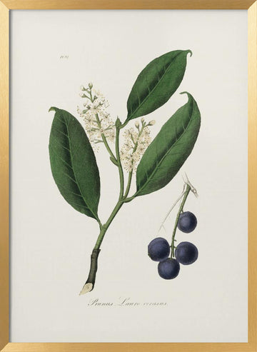 Cherry Laurel (prunus Laurocerasus) Medical Botany | Poster - Gold Frame Interior