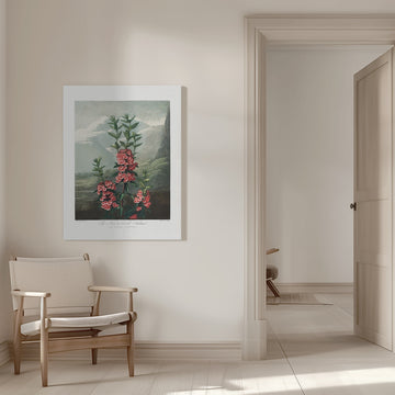 The Narrow–Leaved Kalmia from The Temple of Flora (1807) | Canvas - Room Interior 1