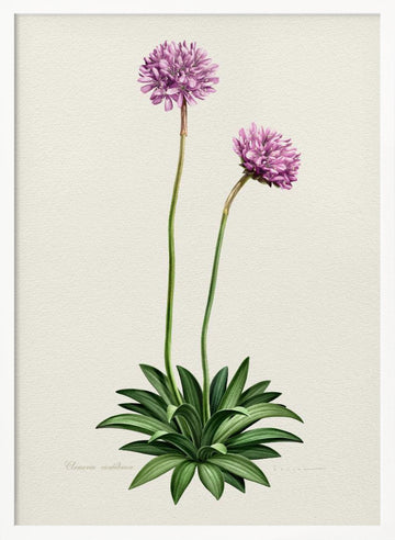 Purple Botanical Bloom | Poster - White Frame Interior