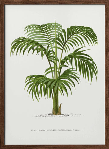Kentia Vii | Poster - Walnut Frame Interior