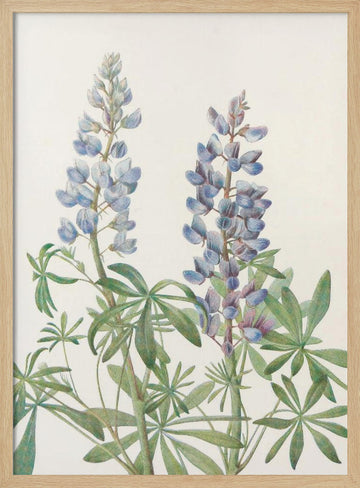 Sundial Lupine From North American Wildflowers (1925) By Mary Vaux Walcott | Poster - Wood Frame Interior