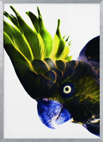 Vivid Bird Glance | Poster - Silver Frame Interior