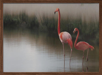 Flamingos In Calm Water | Poster - Walnut Frame Interior