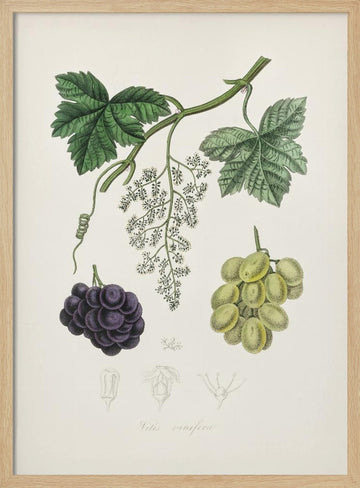 Common Grape Vine (vitis Vinifera) Medical Botany | Poster - Wood Frame Interior