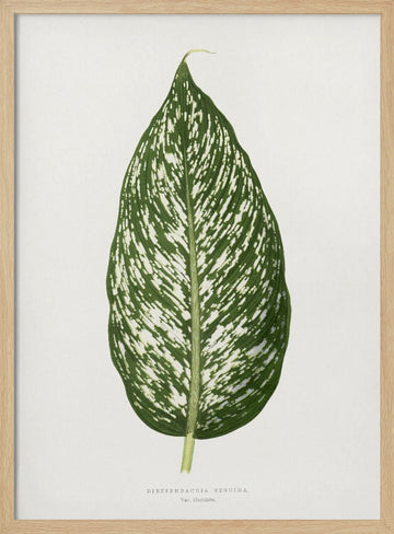 Dieffenbachia Seguina Leaf Illustration | Poster - Wood Frame Interior