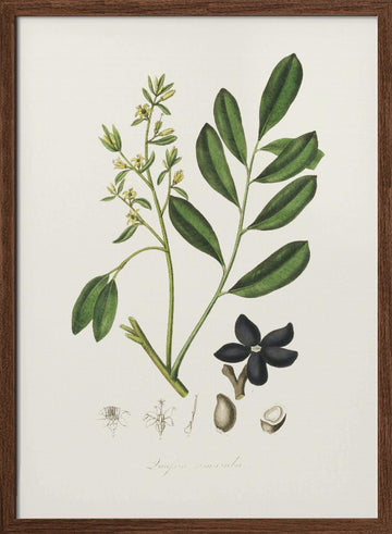 Lualsia Simarula Medical Botany | Poster - Walnut Frame Interior