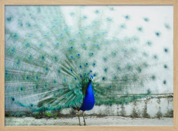 Vibrant Peacock Display | Poster - Wood Frame Interior