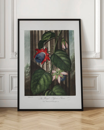 The Winged Passion-Flower from The Temple of Flora (1807) | Poster - Room Interior 1