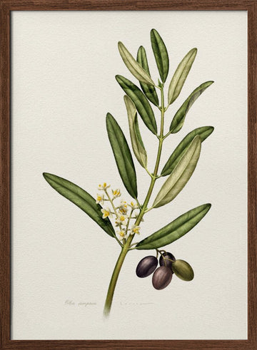 Olive Branch With Fruit | Poster - Walnut Frame Interior