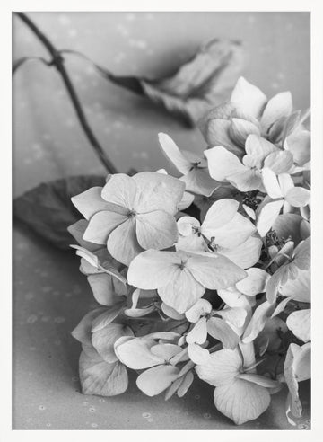 Monochrome Hydrangea Still Life | Poster - White Frame Interior