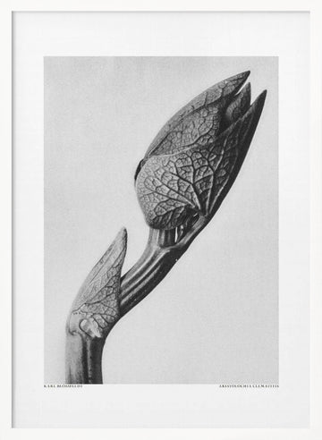 Aristolochia clematitis | Poster - White Frame Interior