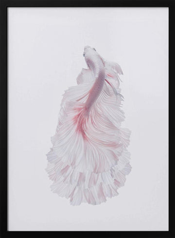 Pink Betta Elegance | Poster - Black Metal Frame Interior