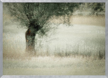 Willow | Poster - Silver Frame Interior
