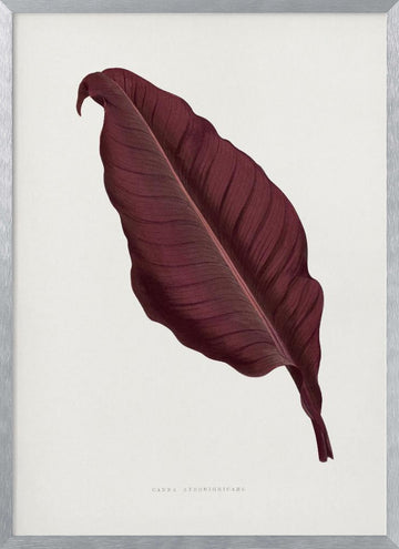 Pink Canna Atronigricans Leaf Illustration | Poster - Silver Frame Interior