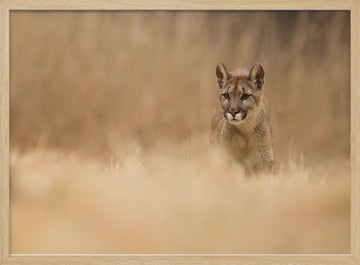 Cougar in Golden Grass | Poster - Wood Frame Interior