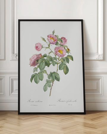 Semi Double Variety of Tomentose Rose, Les Roses (1817–1824) | Poster - Room Interior 1