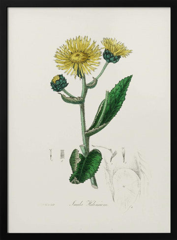 Elecampane (inula Helenium) Medical Botany | Poster - Black Metal Frame Interior