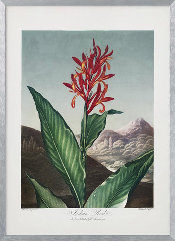 Indian Reed from The Temple of Flora (1807) | Poster - Silver Frame Interior