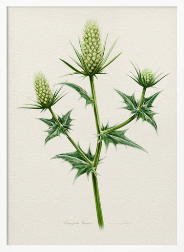 Botanical Sea Holly | Poster - White Frame Interior