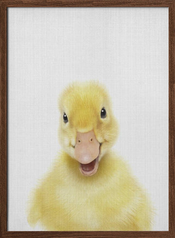 Smiling Baby Duck | Poster - Walnut Frame Interior