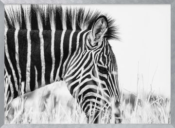 Monochrome Zebra Grace | Poster - Silver Frame Interior