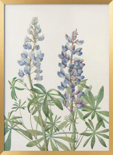 Sundial Lupine From North American Wildflowers (1925) By Mary Vaux Walcott | Poster - Gold Frame Interior