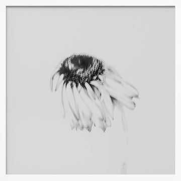 Soft Fading Flower | Poster - White Frame Interior