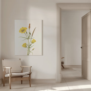 Goldenbowl Mariposa From North American Wildflowers (1925) By Mary Vaux Walcott | Canvas - Room Interior 1