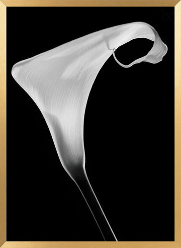 Elegant Calla Lily | Poster - Gold Frame Interior