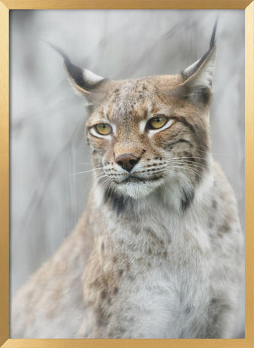 Intense Lynx Portrait | Poster - Gold Frame Interior