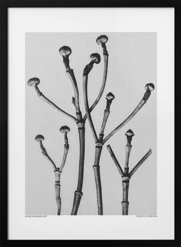 Cornus Florida | Poster - Black Metal Frame Interior