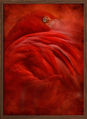 Vibrant Crimson Flamingo | Poster - Walnut Frame Interior