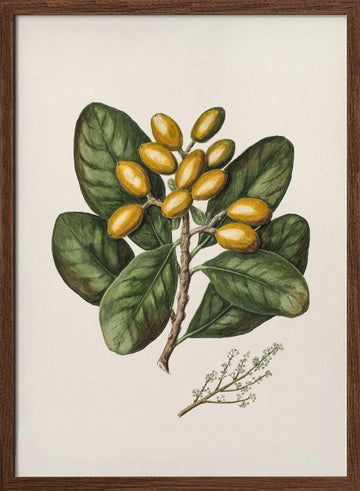 Karaka Drawn By Sarah Featon (1848–1927) | Poster - Walnut Frame Interior