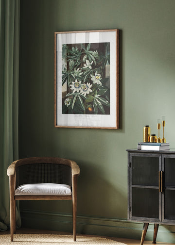 The Passiflora Cerulea from The Temple of Flora (1807) | Poster - Room Interior 2