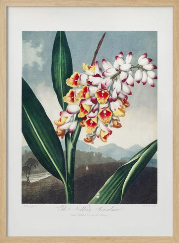 The Nodding Renealmia from The Temple of Flora (1807) | Poster - Wood Frame Interior